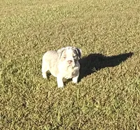 Max, a male Olde English Bulldogge for sale in Florence, AL – 7 of 9