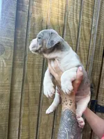 Max, a male Olde English Bulldogge for sale in Florence, AL – 3 of 9