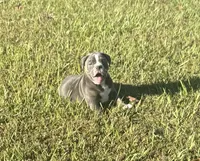 Dolly, a female Olde English Bulldogge for sale in Florence, AL – 2 of 8