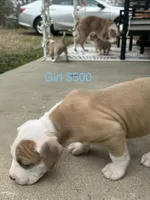 processed/33588b27-5ef9-480d-839f-b7f4ab0afa64/listing/a8c0e80b-ea93-4860-a250-3078603da490/0ccb4903-a608-475c-9f5f-4318a9b20728