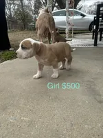 processed/33588b27-5ef9-480d-839f-b7f4ab0afa64/listing/a8c0e80b-ea93-4860-a250-3078603da490/18b4673a-df49-4b3e-a7e3-313960dc4650