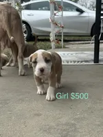 processed/33588b27-5ef9-480d-839f-b7f4ab0afa64/listing/a8c0e80b-ea93-4860-a250-3078603da490/3a15eb4d-83d5-41ba-97e6-d63ad9ac2e16