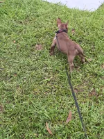 Lui, a male American Bully for sale in Miami Beach, FL – 3 of 8