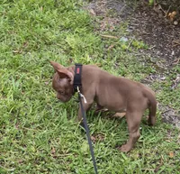 Lui, a male American Bully for sale in Miami Beach, FL – 5 of 8