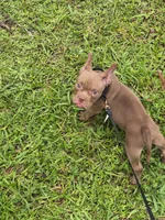Lui, a male American Bully for sale in Miami Beach, FL – 6 of 8