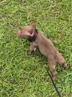 Lui, a male American Bully for sale in Miami Beach, FL – 4 of 8