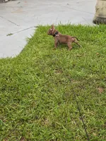 Lui, a male American Bully for sale in Miami Beach, FL – 8 of 8