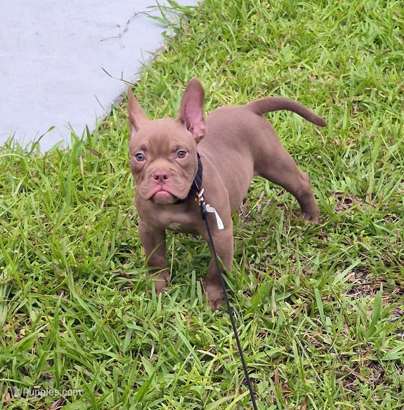 Lui – American Bully puppy for sale in Miami Beach, FL