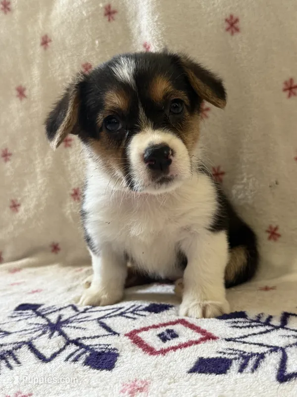 Pink – Pembroke Welsh Corgi puppy on hold in Lees Summit, MO