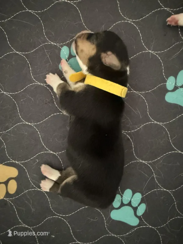 Yellow – Pembroke Welsh Corgi puppy for sale in Lees Summit, MO