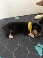 Yellow, a female Pembroke Welsh Corgi for sale in Lees Summit, MO – 3 of 3