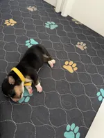 Yellow, a female Pembroke Welsh Corgi for sale in Lees Summit, MO – 2 of 3