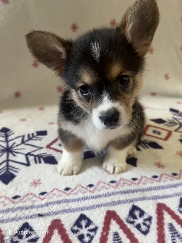 Red – Pembroke Welsh Corgi puppy for sale in Lees Summit, MO