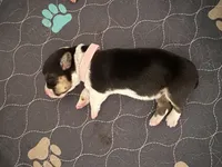 Pink, a female Pembroke Welsh Corgi for sale in Lees Summit, MO – 2 of 3