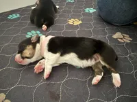 Pink, a female Pembroke Welsh Corgi for sale in Lees Summit, MO – 3 of 3