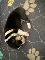 Pink, a female Pembroke Welsh Corgi for sale in Lees Summit, MO – 1 of 3