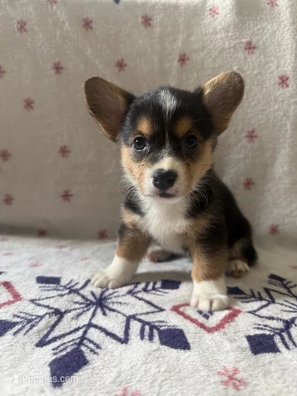 Yellow – Pembroke Welsh Corgi puppy for sale in Lees Summit, MO