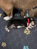 Red, a female Pembroke Welsh Corgi for sale in Lees Summit, MO – 2 of 2