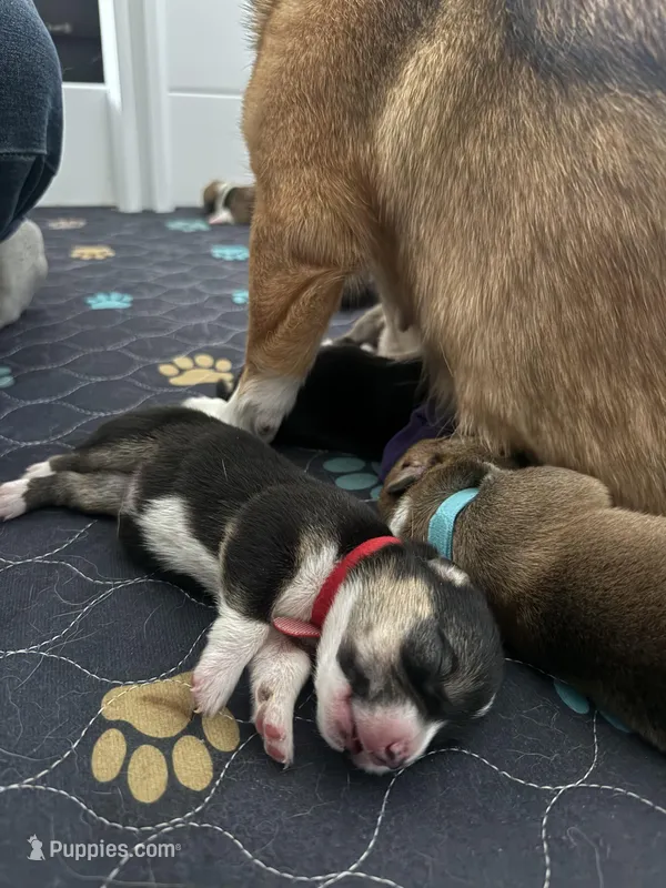 Red – Pembroke Welsh Corgi puppy for sale in Lees Summit, MO