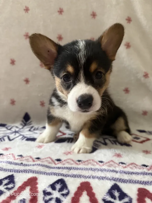Purple – Pembroke Welsh Corgi puppy for sale in Lees Summit, MO