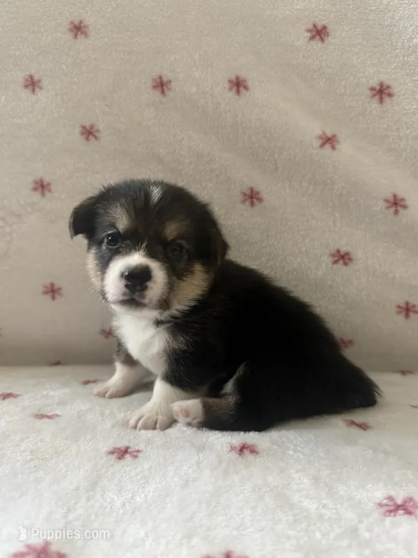 Red – Pembroke Welsh Corgi puppy for sale in Lees Summit, MO