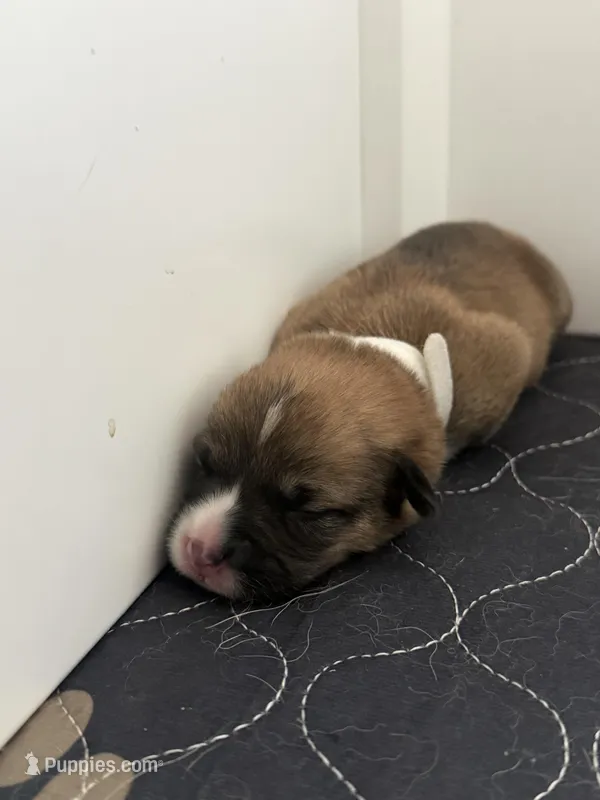 White – Pembroke Welsh Corgi puppy for sale in Lees Summit, MO