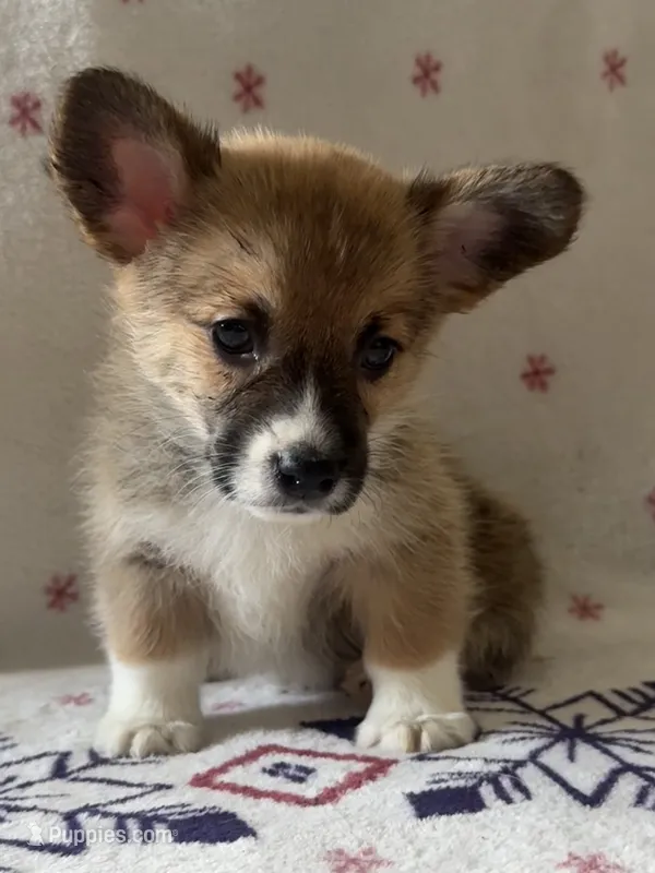 White – Pembroke Welsh Corgi puppy for sale in Lees Summit, MO
