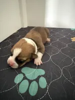 Black, a female Pembroke Welsh Corgi for sale in Lees Summit, MO – 3 of 3