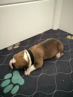 Black, a female Pembroke Welsh Corgi for sale in Lees Summit, MO – 2 of 3
