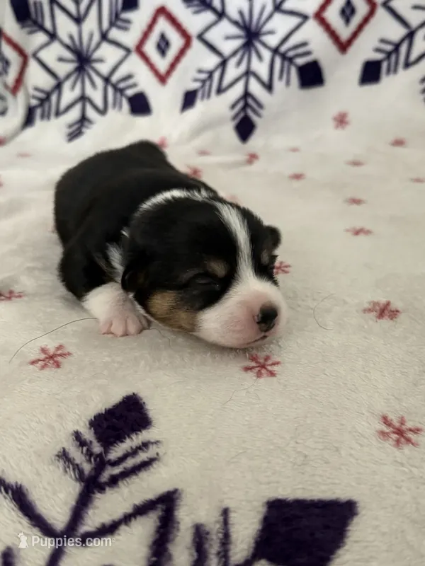 Purple – Pembroke Welsh Corgi puppy for sale in Lees Summit, MO