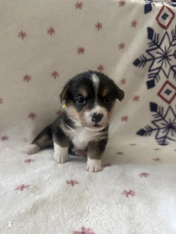 Yellow – Pembroke Welsh Corgi puppy for sale in Lees Summit, MO