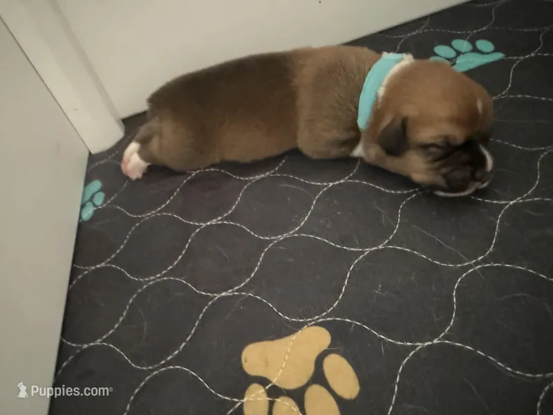 Blue – Pembroke Welsh Corgi puppy on hold in Lees Summit, MO