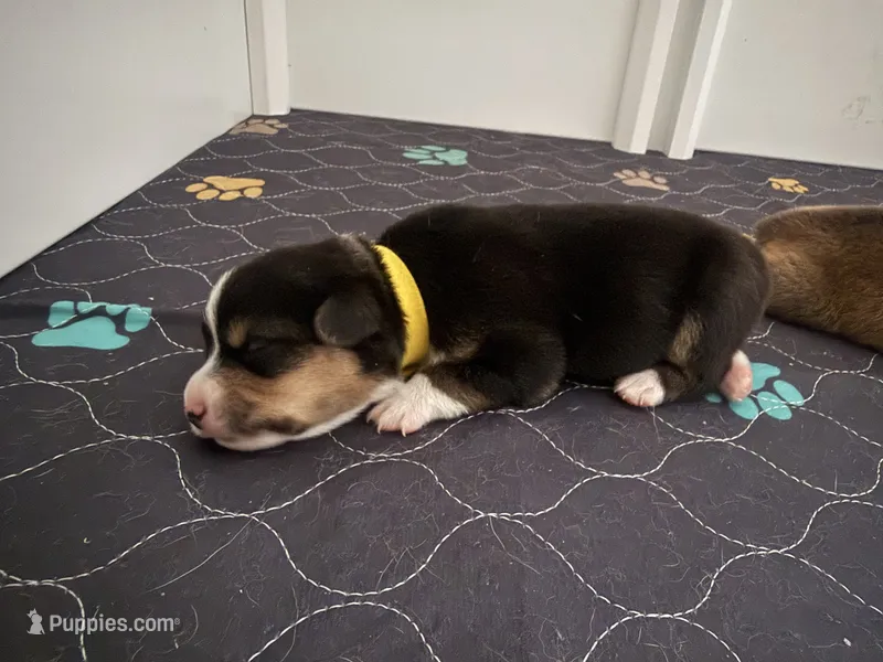 Yellow – Pembroke Welsh Corgi puppy for sale in Lees Summit, MO