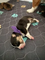 Purple, a female Pembroke Welsh Corgi for sale in Lees Summit, MO – 2 of 2