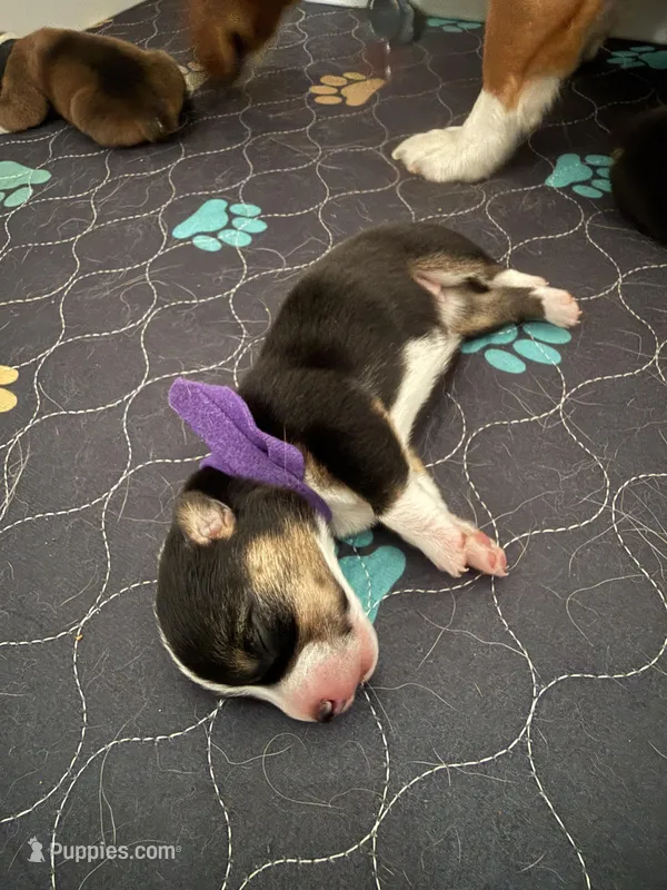 Purple – Pembroke Welsh Corgi puppy for sale in Lees Summit, MO