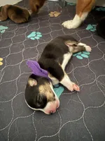 Purple, a female Pembroke Welsh Corgi for sale in Lees Summit, MO – 1 of 2