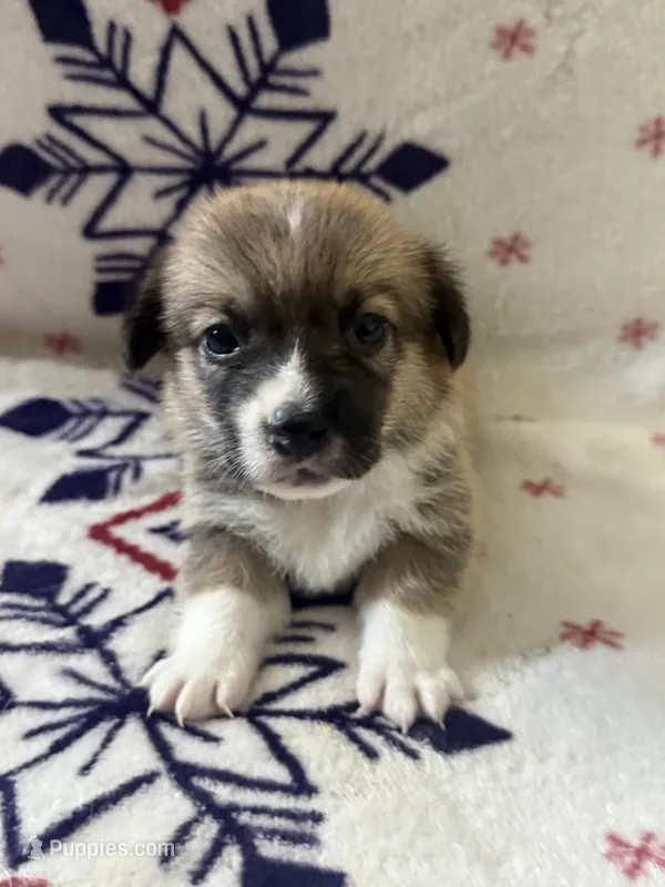 White – Pembroke Welsh Corgi puppy for sale in Lees Summit, MO