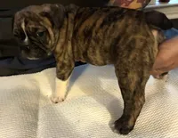 Brofie, a male English Bulldog and French Bulldog for sale in Houston, TX – 8 of 10