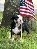 DAISY, a female English Bulldog and French Bulldog for sale in Houston, TX – 3 of 3