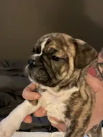 Brofie, a male English Bulldog and French Bulldog for sale in Houston, TX – 4 of 10