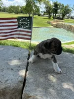 Brofie, a male English Bulldog and French Bulldog for sale in Houston, TX – 6 of 10