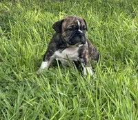 Brofie, a male English Bulldog and French Bulldog for sale in Houston, TX – 5 of 10