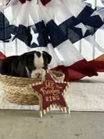 DAISY, a female English Bulldog and French Bulldog for sale in Houston, TX – 2 of 3