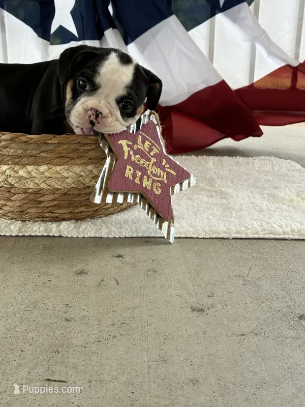DAISY – English Bulldog, French Bulldog puppy for sale in Houston, TX