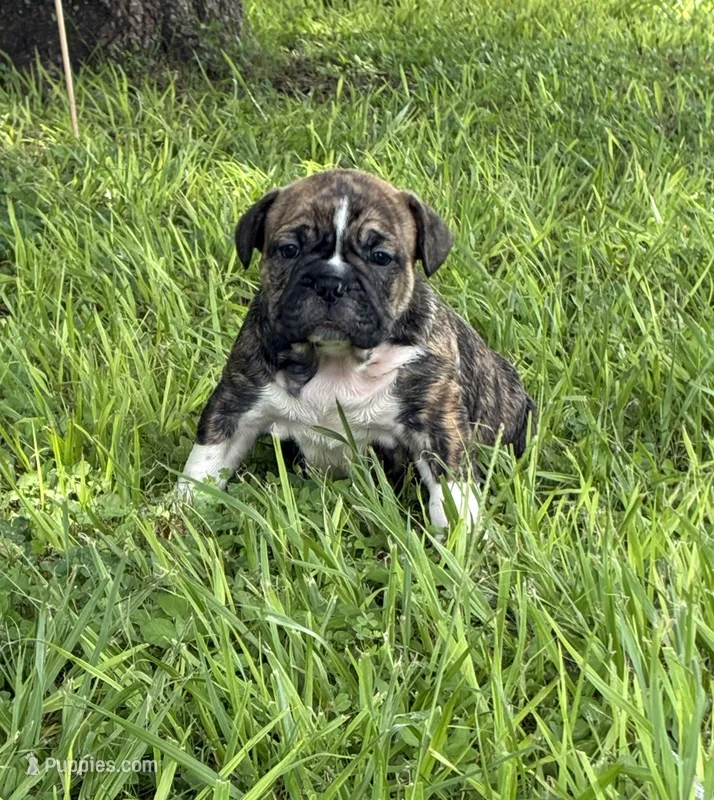 Brofie – English Bulldog, French Bulldog puppy for sale in Houston, TX