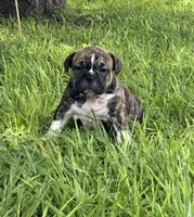 Brofie, a male English Bulldog and French Bulldog for sale in Houston, TX – 1 of 10