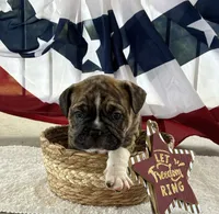 Brofie, a male English Bulldog and French Bulldog for sale in Houston, TX – 7 of 10