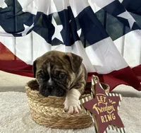 Brofie, a male English Bulldog and French Bulldog for sale in Houston, TX – 10 of 10