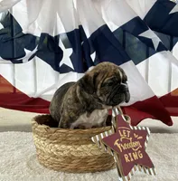 Brofie, a male English Bulldog and French Bulldog for sale in Houston, TX – 2 of 10