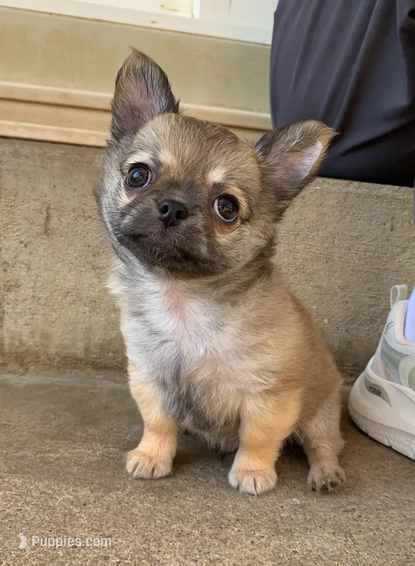 Purple  – Chihuahua puppy for sale in North Little Rock, AR